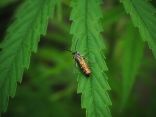 Cannabis leaves There are insects sticking to it, cannabis leaves. Medical use.