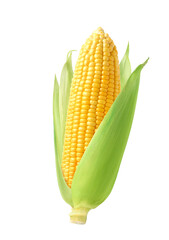 Fresh corn isolated on white background. Clipping path.