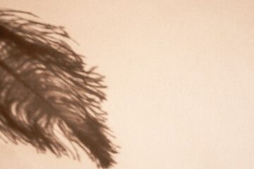 The shadow of an ostrich feather on a beige background. Top view, place for text.
