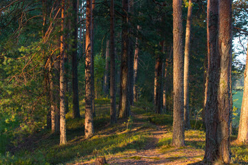 pine forest at dawn. Wildlife of Karelia
