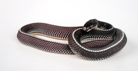 Cape file snake // Feilennatter (Gonionotophis capensis / Limaformosa capensis)