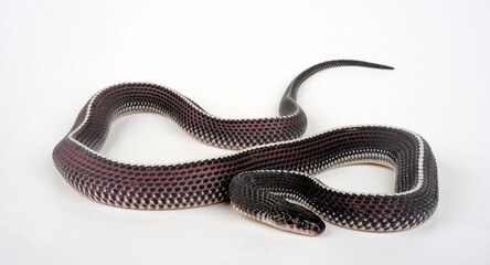 Cape file snake // Feilennatter (Gonionotophis capensis / Limaformosa capensis)