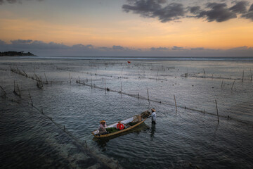 seaweed farmers during sunset