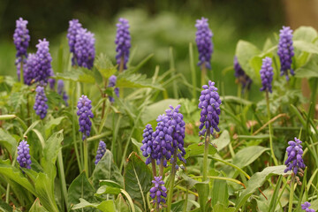Colorful aggregation of blue flowering purple common grape hyacinth, Muscari botryoides in the garden