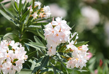 Small white flowers in nature.