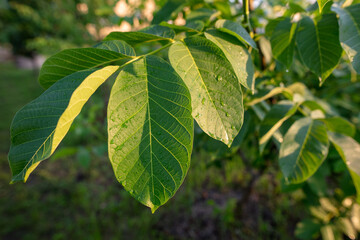 Fototapeta na wymiar Large green leaves on a walnut.