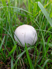 White champignon mushrooms grow in the park.