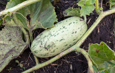 A small melon grows on the ground.