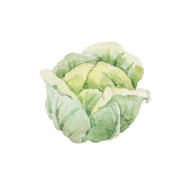 Beautiful stock clip art illustration with hand drawn watercolor tasty cabbage vegetable. Healthy vegan food.