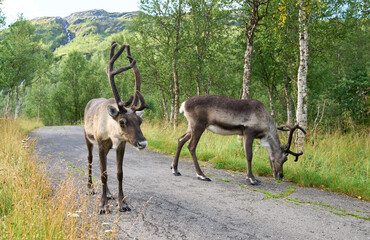 Two reindeers graze in the Polar Park, Bardu municipality, Norway, one of the most northern animal parks. Reindeers in their natural habitat. Summer vacation in Lofoten.