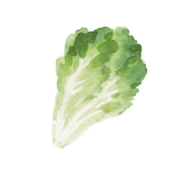 Beautiful stock clip art illustration with hand drawn watercolor tasty lettuce vegetable. Healthy vegan food.
