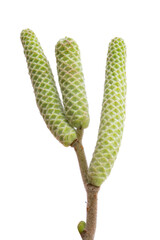 hazelnut buds isolated