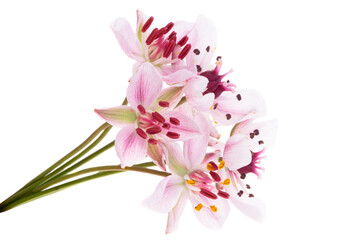 Naklejka premium Susak flower isolated