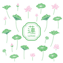 蓮のイラスト１