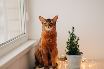Beautiful red somali cat near the christmas home decoration with garland lights near the window...