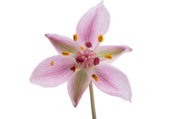 Fototapeta na wymiar Susak flower isolated