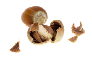 hazelnut isolated