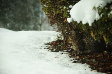 A cat living in Nagahama-jo castle park at snowy morning