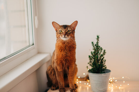 Beautiful red somali cat near the christmas home decoration with garland lights near the window closeup image