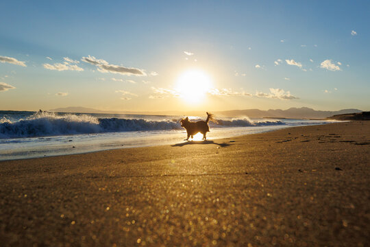夕日の湘南の海と犬