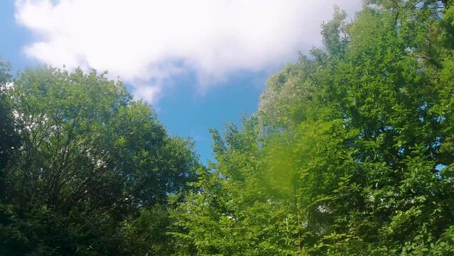 Dreamy Smooth Footage of Bright Green Trees with Hazy Sun Light and Blue Sky in Summer UK 4K