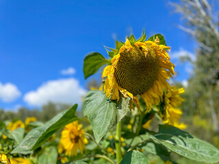 A field of sunflowers.Sunflower against the blue sky. 