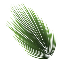 Obraz premium Illustration Of Spiky Leaves On White Background.
