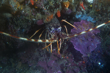 Common spiny lobster (Palinurus elephas) in Mediterranean Sea