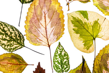 variegated foliages on the white background