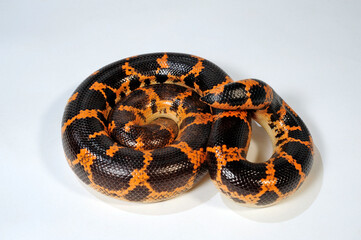 Saharan sand boa, Müller's sand boa // Sahara-Sandboa (Eryx muelleri / Gongylophis muelleri)