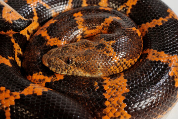 Saharan sand boa, Müller's sand boa // Sahara-Sandboa (Eryx muelleri / Gongylophis muelleri)