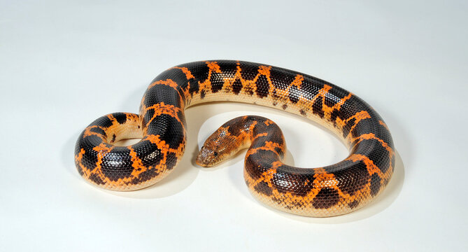 Saharan sand boa, M&uuml;ller's sand boa // Sahara-Sandboa (Eryx muelleri / Gongylophis muelleri)