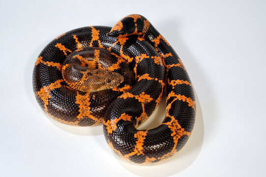 Brown sand boa hi-res stock photography and images - Alamy