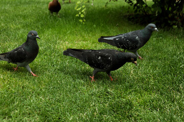 Group of city pigeons on grass outdoor