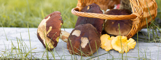 Forest mushroom boletus, cep, porcini, chanterelle collected in a wooden wicker basket. Late summer...