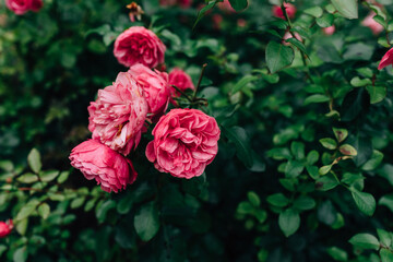 Last pink rose flowers in the garden before winter. Autumn gardening. Garden of roses in Fall. Dark...