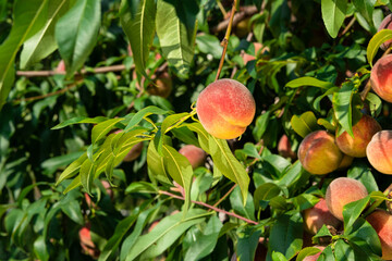 Fresh, ripe peaches on the tree. Rich harvest of peaches. Ripe fruits on the peach tree in the garden. Homegrown, organic peaches in the backyard