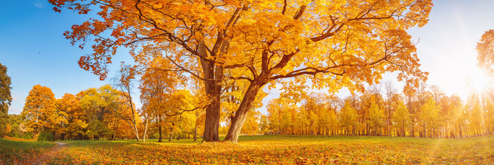 Beautiful view of the meadow with old big tree on it in autumnal park in sunny day.