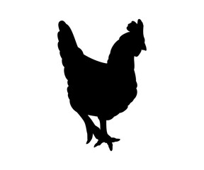 Hen or chicken silhouette isolated in white background. Free grazing hen bird in the runch. Hand drawn vector illustration