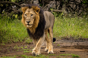 Lion in the grass