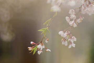 しだれ桜