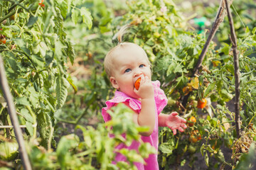 little baby eating tomato in garden, carefree childhood