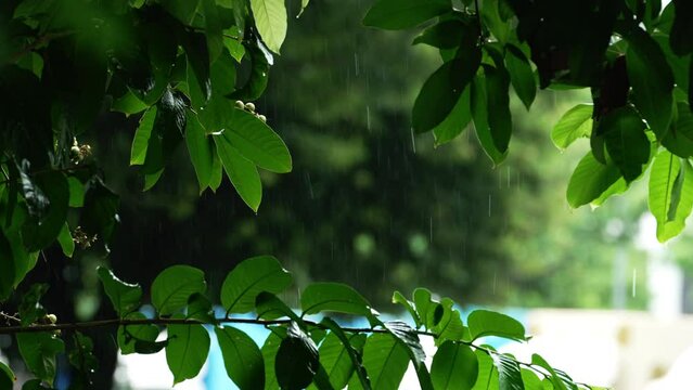 drizzling rain soaked the green leaves. rainy season. 4k videos.