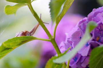 アジサイとカタツムリ
