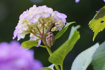 アジサイとカタツムリ