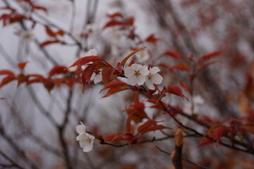 山桜