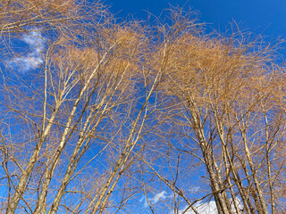 naked tree and sky at dry sunny spring day