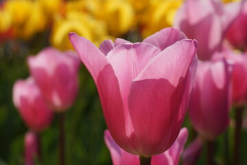 チューリップ