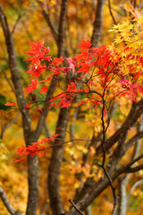 紅葉