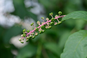 American pokeweed